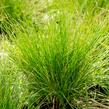 Kostřava ametystová 'Walberla' - Festuca amethystina 'Walberla'