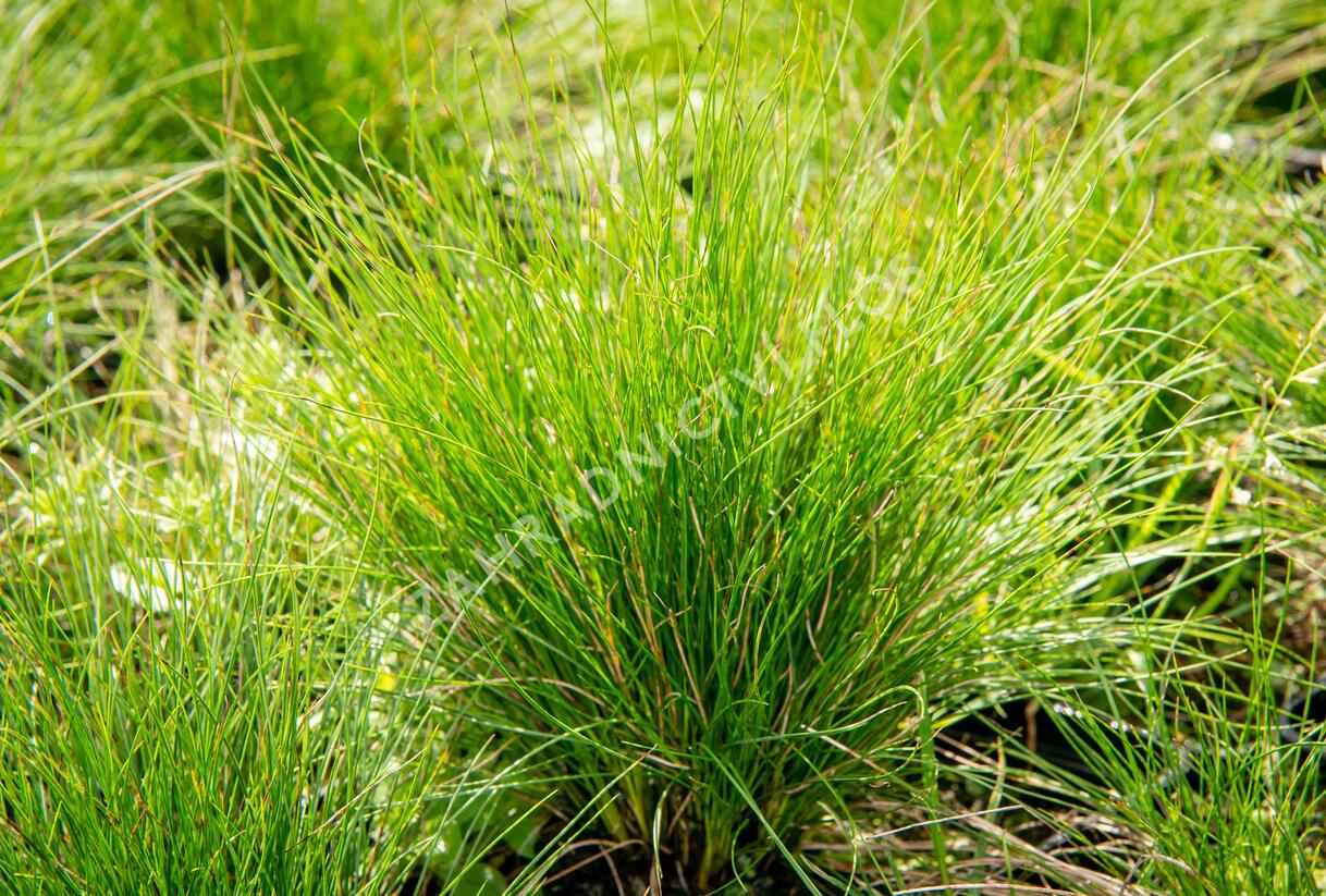 Kostřava ametystová 'Walberla' - Festuca amethystina 'Walberla'