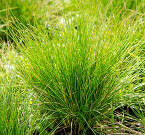 Kostřava ametystová 'Walberla' - Festuca amethystina 'Walberla'