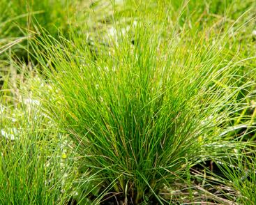 Kostřava ametystová 'Walberla'