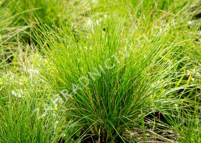 Kostřava ametystová 'Walberla' - Festuca amethystina 'Walberla'