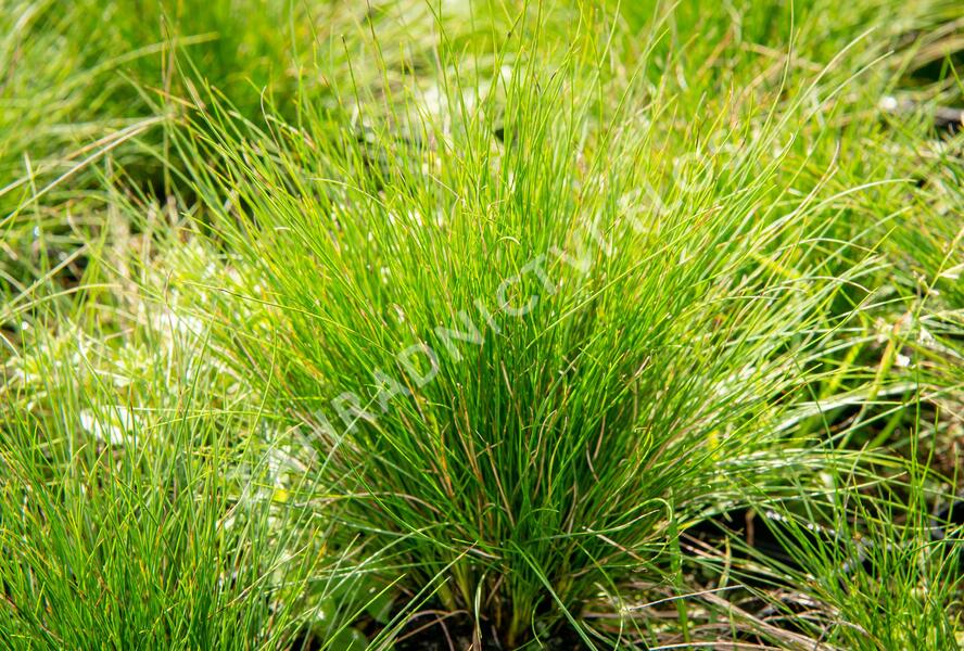 Kostřava ametystová 'Walberla' - Festuca amethystina 'Walberla'