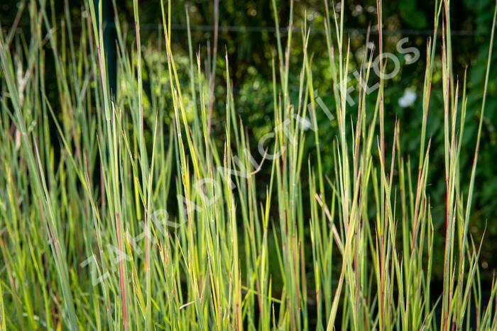 Vousatice metlatá 'Prairie Blues' - Andropogon scoparius 'Prairie Blues'