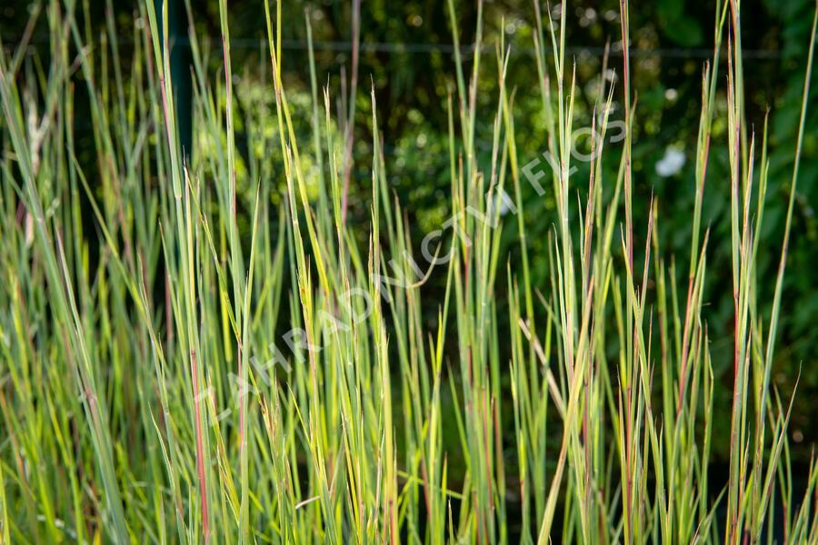 Vousatice metlatá 'Prairie Blues' - Andropogon scoparius 'Prairie Blues'