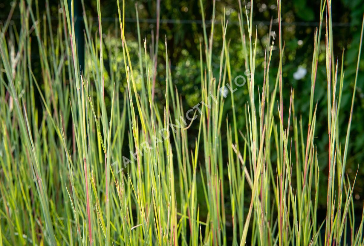Vousatice metlatá 'Prairie Blues' - Andropogon scoparius 'Prairie Blues'