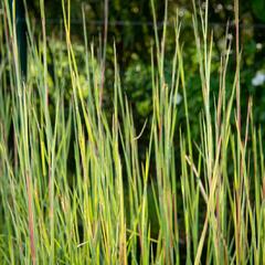 Vousatice metlatá 'Prairie Blues' - Andropogon scoparius 'Prairie Blues'