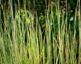Vousatice metlatá 'Prairie Blues'
