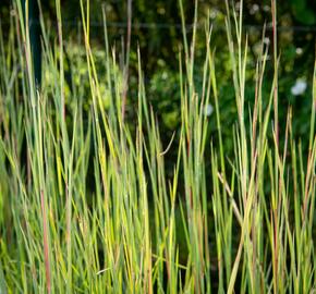 Vousatice metlatá 'Prairie Blues' - Andropogon scoparius 'Prairie Blues'