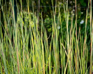 Vousatice metlatá 'Prairie Blues'