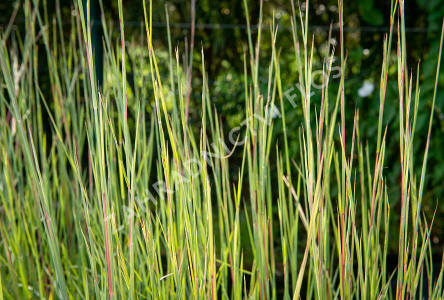 Vousatice metlatá 'Prairie Blues' - Andropogon scoparius 'Prairie Blues'