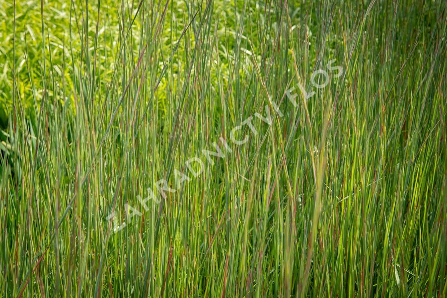 Vousatice metlatá 'Prairie Blues' - Andropogon scoparius 'Prairie Blues'