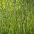 Vousatice metlatá 'Prairie Blues' - Andropogon scoparius 'Prairie Blues'