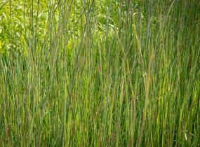 Vousatice metlatá 'Prairie Blues' - Andropogon scoparius 'Prairie Blues'