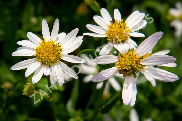 Japonská astra 'Alba' - Kalimeris incisa 'Alba'