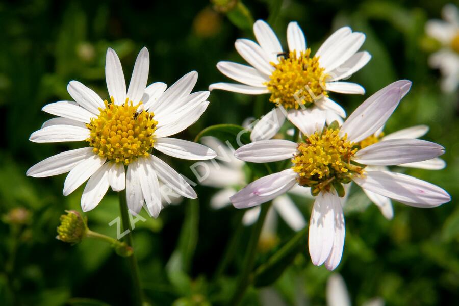 Japonská astra 'Alba' - Kalimeris incisa 'Alba'
