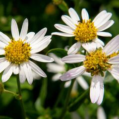 Japonská astra 'Alba' - Kalimeris incisa 'Alba'