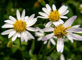 Japonská astra 'Alba' - Kalimeris incisa 'Alba'