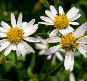 Japonská astra 'Alba' - Kalimeris incisa 'Alba'