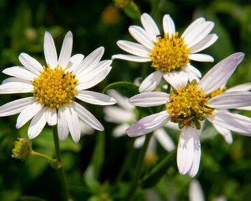 Japonská astra 'Alba'