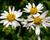 Japonská astra 'Alba'
