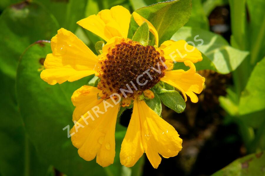 Záplevák 'The Bishop' - Helenium bigelovii 'The Bishop'