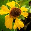 Záplevák 'The Bishop' - Helenium bigelovii 'The Bishop'