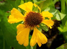 Záplevák 'The Bishop' - Helenium bigelovii 'The Bishop'