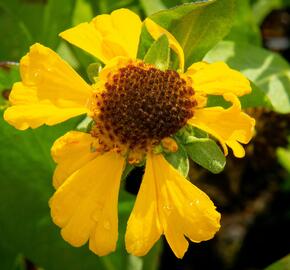 Záplevák 'The Bishop' - Helenium bigelovii 'The Bishop'