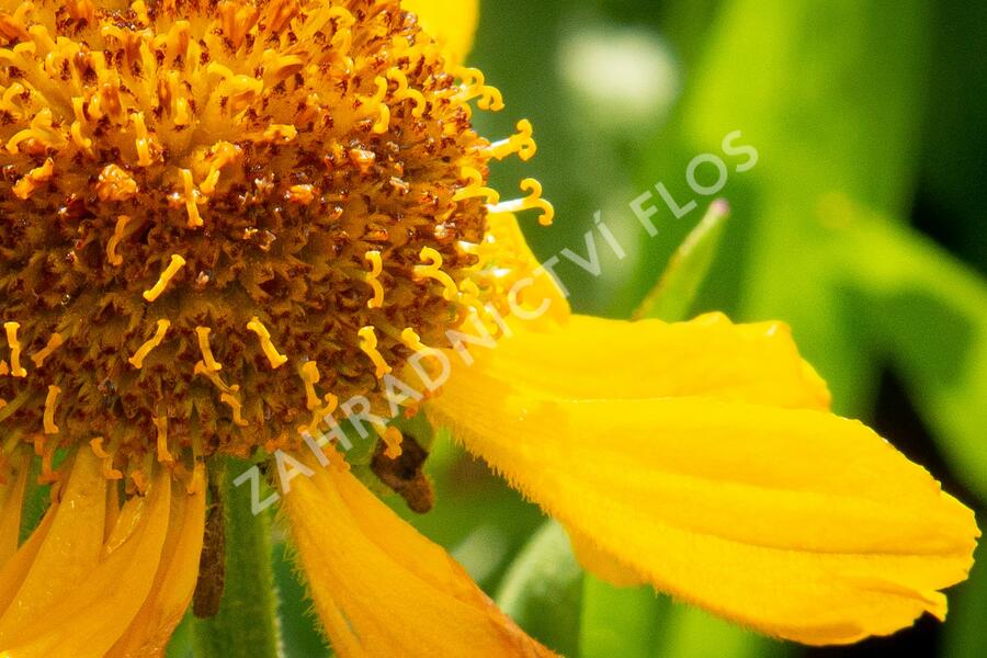 Záplevák 'The Bishop' - Helenium bigelovii 'The Bishop'