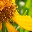 Záplevák 'The Bishop' - Helenium bigelovii 'The Bishop'