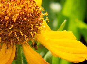Záplevák 'The Bishop' - Helenium bigelovii 'The Bishop'