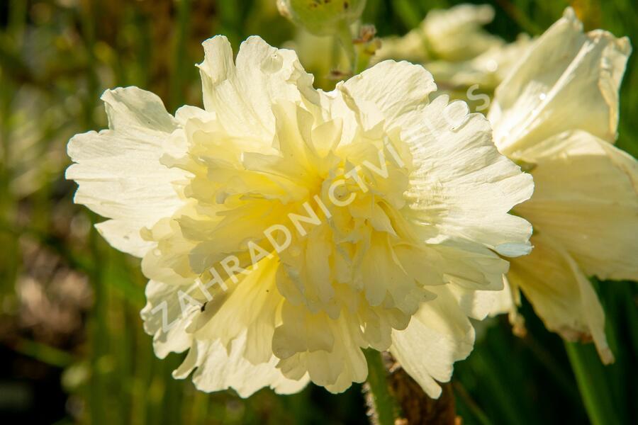 Topolovka růžová 'Ariella Yellow' - Alcea rosea 'Ariella Yellow'