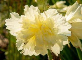 Topolovka růžová 'Ariella Yellow' - Alcea rosea 'Ariella Yellow'