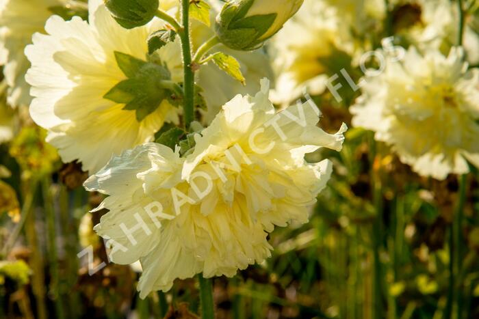 Topolovka růžová 'Ariella Yellow' - Alcea rosea 'Ariella Yellow'