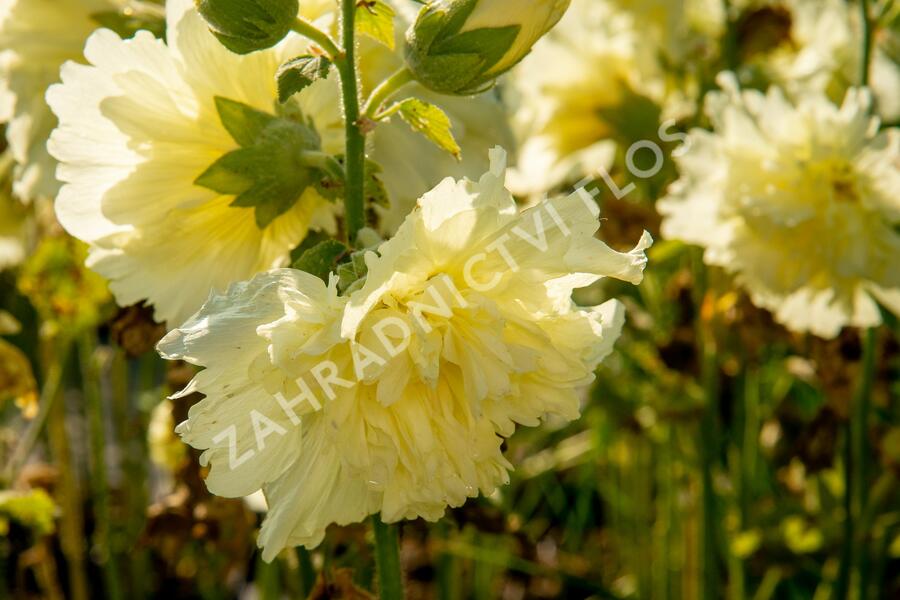 Topolovka růžová 'Ariella Yellow' - Alcea rosea 'Ariella Yellow'