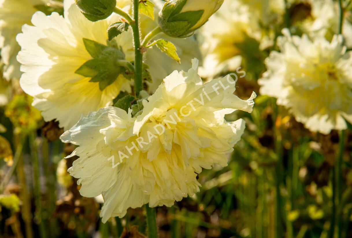 Topolovka růžová 'Ariella Yellow' - Alcea rosea 'Ariella Yellow'