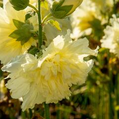 Topolovka růžová 'Ariella Yellow' - Alcea rosea 'Ariella Yellow'