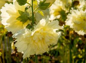 Topolovka růžová 'Ariella Yellow' - Alcea rosea 'Ariella Yellow'