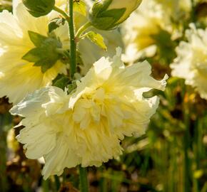 Topolovka růžová 'Ariella Yellow' - Alcea rosea 'Ariella Yellow'