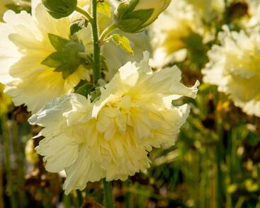 Topolovka růžová 'Ariella Yellow'
