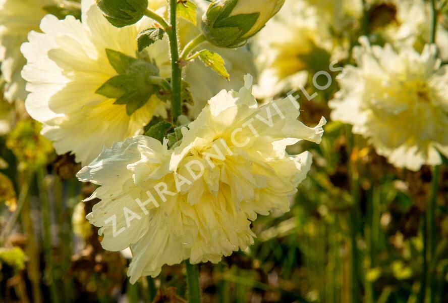 Topolovka růžová 'Ariella Yellow' - Alcea rosea 'Ariella Yellow'