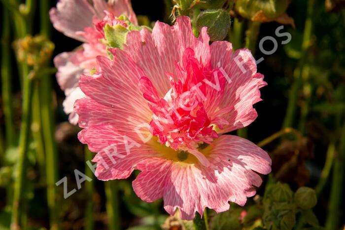 Topolovka růžová 'Ariella Rose' - Alcea rosea 'Ariella Rose'