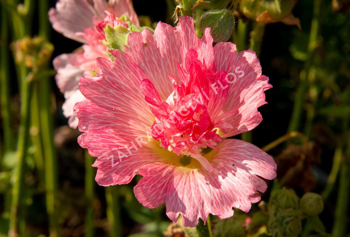 Topolovka růžová 'Ariella Rose' - Alcea rosea 'Ariella Rose'