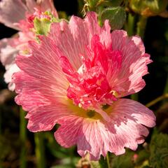 Topolovka růžová 'Ariella Rose' - Alcea rosea 'Ariella Rose'