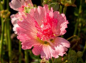 Topolovka růžová 'Ariella Rose' - Alcea rosea 'Ariella Rose'