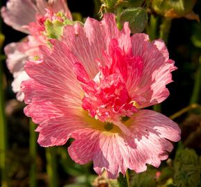 Topolovka růžová 'Ariella Rose' - Alcea rosea 'Ariella Rose'