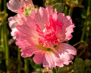 Topolovka růžová 'Ariella Rose'