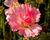 Topolovka růžová 'Ariella Rose'