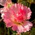 topolovka-ruzova-ariella-rose.jpg