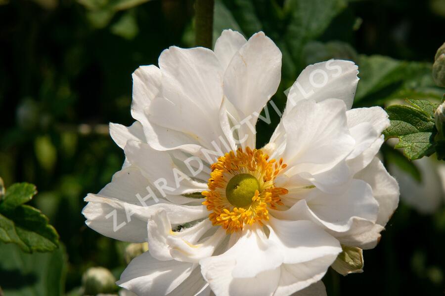 Sasanka hupejská 'Andrea Atkinson' - Anemone hupehensis 'Andrea Atkinson'
